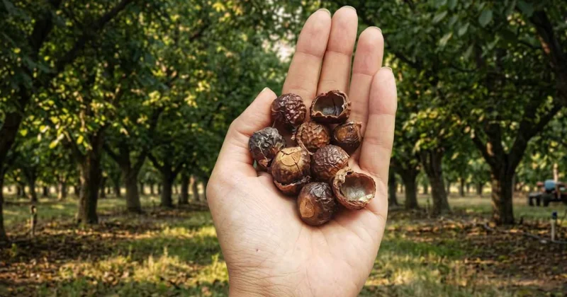 Suya değdiği an deterjan oluyor: 1 kere eken 90 yıl hasat ediyor Sözcü Gazetesi