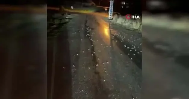 Bingöl de yüzlerce kurbağa kara yoluna çıktı