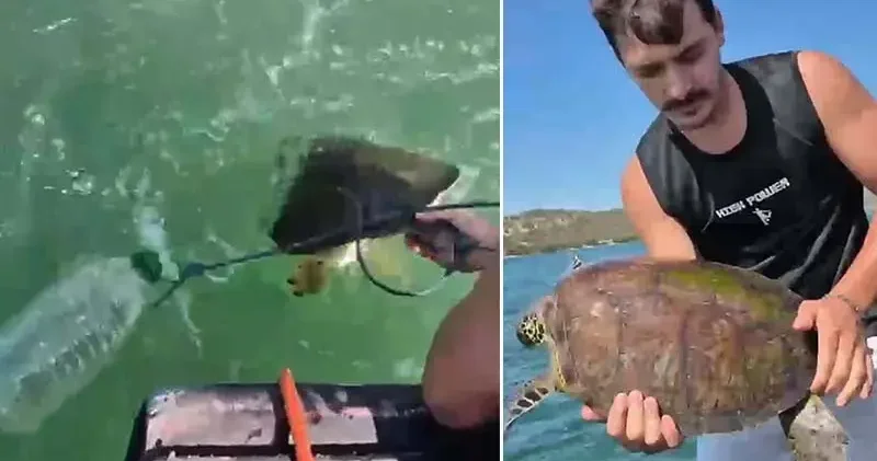 Milas ta pet şişe bağlanmış caretta carettayı denize açılıp kurtardılar