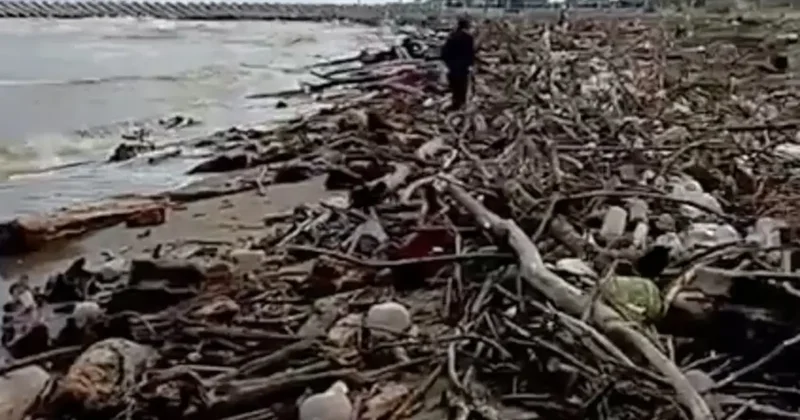 Sağanak sonrası Sakarya Nehri’nden sürüklenen dal ve çalılar sahile vurdu