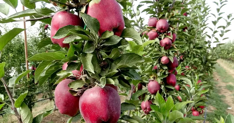 Geçen yıl don vurdu, hasat yapılamadı: Bu yıl yüzleri güldürdü!