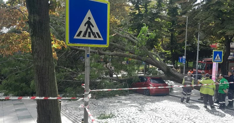 Son dakika: Nişantaşı nda 40 gün arayla ikinci kez ağaç devrildi! Otomobil ağacın altında kaldı