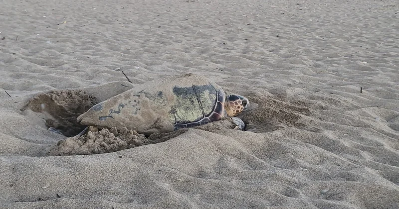 Antalya Belek te 2 bin 600 caretta yuvası kaydedildi, 100 binden fazla yavru denize ulaştı