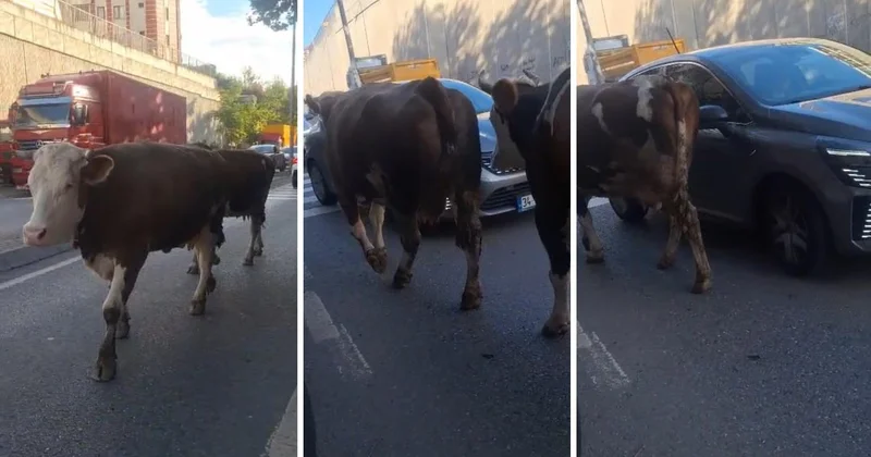 Burası Hindistan değil İstanbul un en lüks ilçelerinden biri! Trafikte böyle görüntülendiler