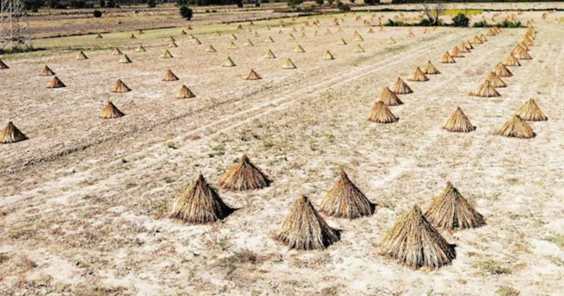 Tarlada ‘Deli Memet’ hasadı başladı: 80 kişinin yaptığı işi tek başına 1 günde yaptı Sözcü Gazetesi