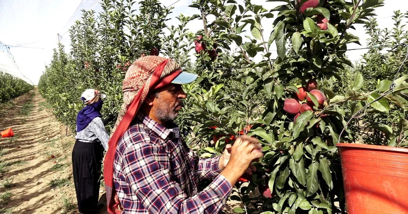8 yıl önce hobi olarak başladı, şimdi 25 bin ağacı var: 4 ülkeye satıyor