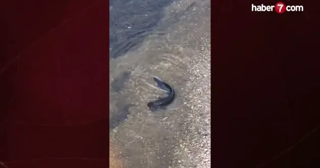 Eşine az rastlanan av kamerada: Yayın balığı güvercini böyle avladı!