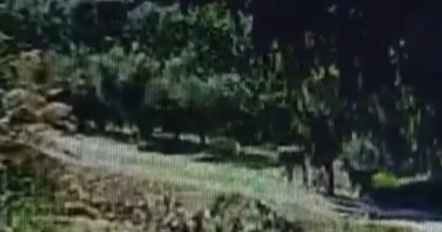 Evin bahçesindeki köpeği çaldı; o anlar kamerada Hatay Haberleri