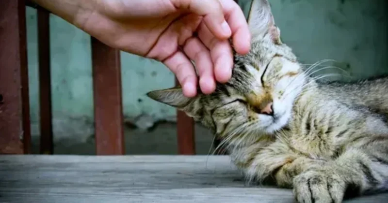 Kediniz size bakınca ne görüyor? Uzmanlar gerçeği açıkladı Sözcü Gazetesi