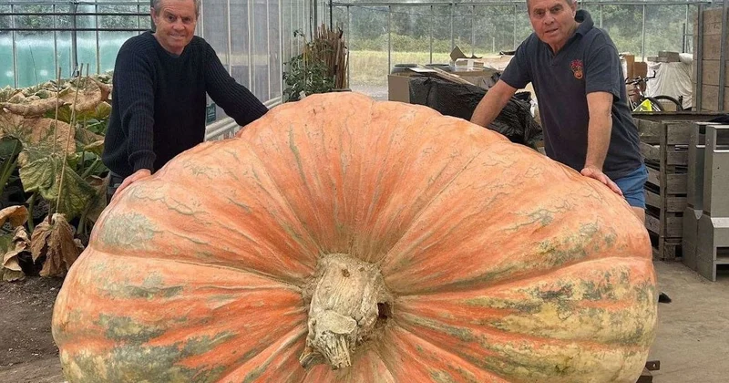 1 tondan bile daha ağır: Dünyanın en büyük balkabağı rekorunu kırdılar Sözcü Gazetesi