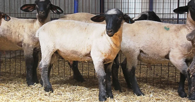 Karaman’ın koyunu sonra çıktı oyunu