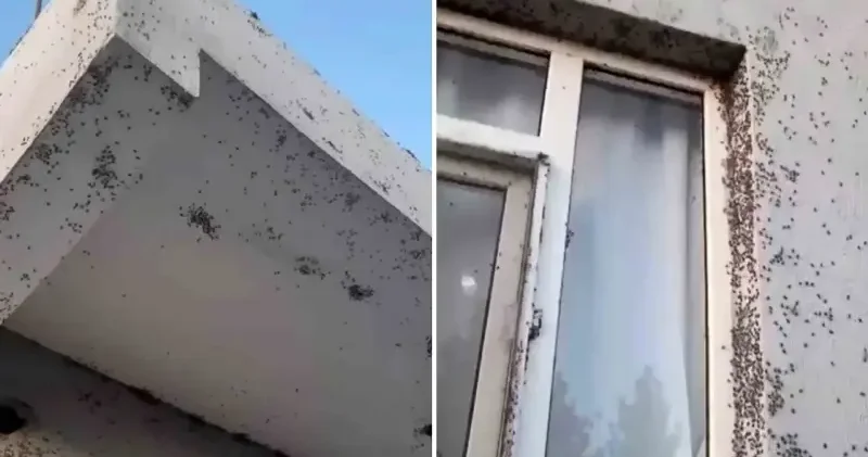 Akılalmaz görüntü: Bir evin dış cephesini sinekler istila etti Siirt Haberleri