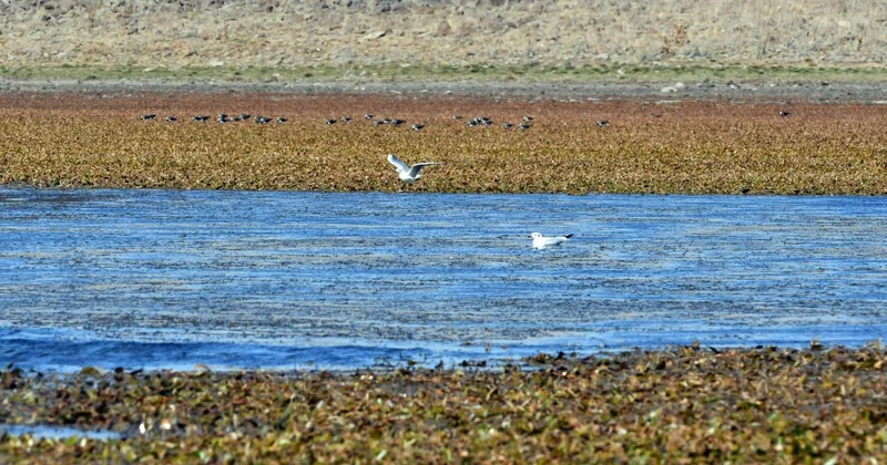 Asboğa Gölü nde su 60 metre çekildi