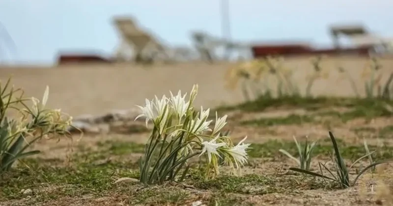 Aman dikkat: Bu çiçeğe dokunmanın cezası 550 Bin TL!