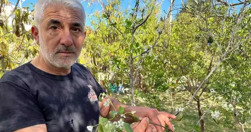 Kasım ayında çiçek açtı, 50 yıllık çiftçi bile şaşkınlığını gizleyemedi Sözcü Gazetesi