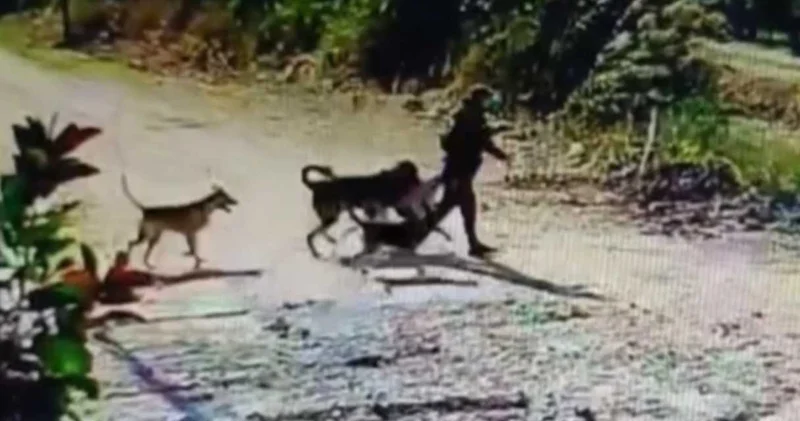 Hatay’da akılalmaz olay! Bahçedeki köpeği kaçırdı