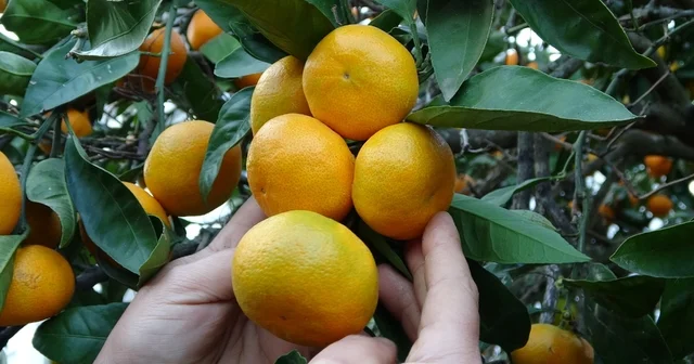 Ordu da narenciye hasadı başladı Daha çok Perşembe ilçesinde üretilen mandalina, ince kabuk ve lezzetli olmasıyla tercih ediliyor Ordu Haberleri
