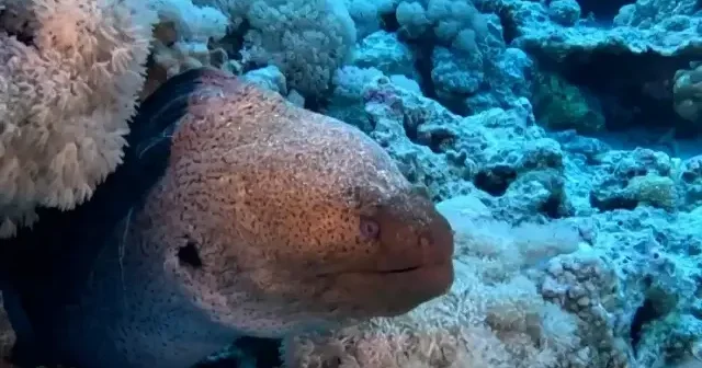 Kızıldeniz in su altı zenginliği büyülüyor VİDEO İZLE