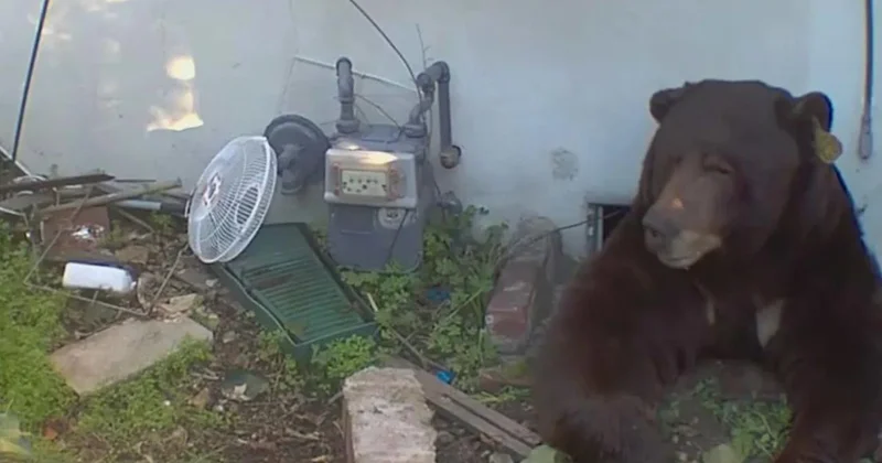 Evinin altından 200 kiloluk ayı çıktı