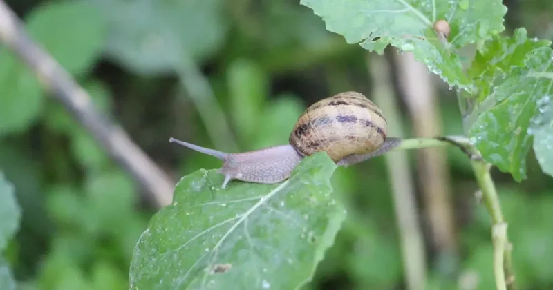 Kilosu tam 3 bin Euro dan satılıyor: Burun kıvırdığımız canlı altın değerindeymiş