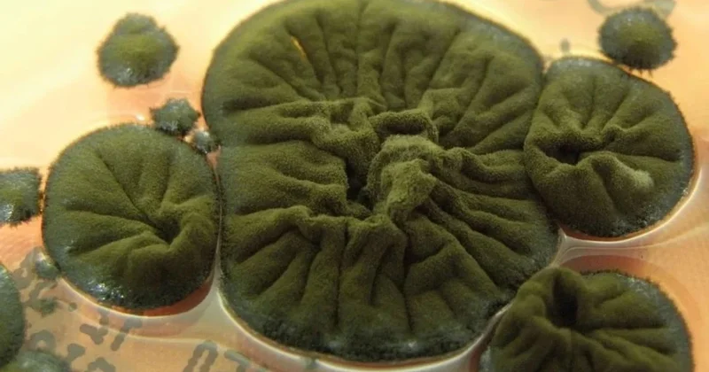 Çernobil de ortaya çıkan mantar şoke etti: Radyasyon yiyerek büyüyor Sözcü Gazetesi