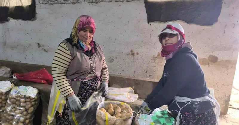 Hasadı biten patateste depolama süreci başladı