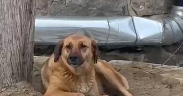 Bursa da ezana uluyan sokak köpeği dikkat çekti Bursa Haberleri