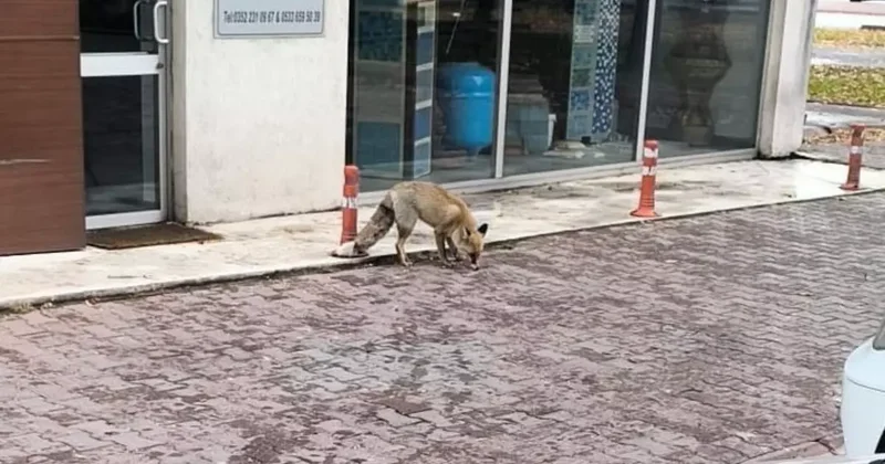 Yiyecek arayan tilki sokağa indi