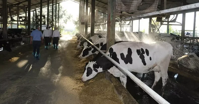 Hayvanları şap hastalığı vurdu! Üreticilerden süte zam talebi