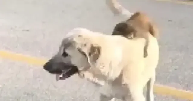 Bursa da ilgi çeken manzara: Maymun köpeğin sırtına yattı VİDEO İZLE