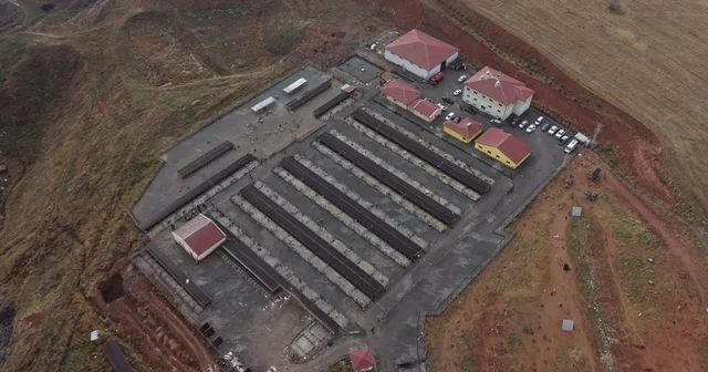 Sivas ta sokak hayvanları için kapsamlı dönüşüm başladı Sivas Haberleri