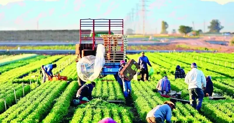 3,8 milyon dekar arazi üretime açılıyor Ekonomi Haberleri