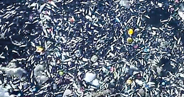 Seyhan Nehri nde balık ölümleri Adana Haberleri