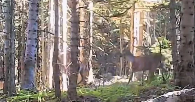 Yaban hayvanları fotokapanla görüntülendi Bolu Haberleri