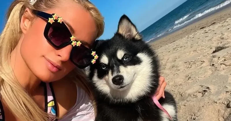 Ünlüler arasında evcil hayvan klonlama trendi yayılıyor