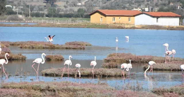 Flamingolara ev sahipliği yapan Tuzla Sulak Alanı nda göl yüzeyi deniz maruluyla kaplandı Muğla Haberleri