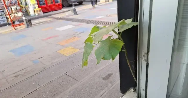 Zonguldak’ta esnafın duvar arasından çıkan fidanı koruma mücadelesi VİDEO İZLE