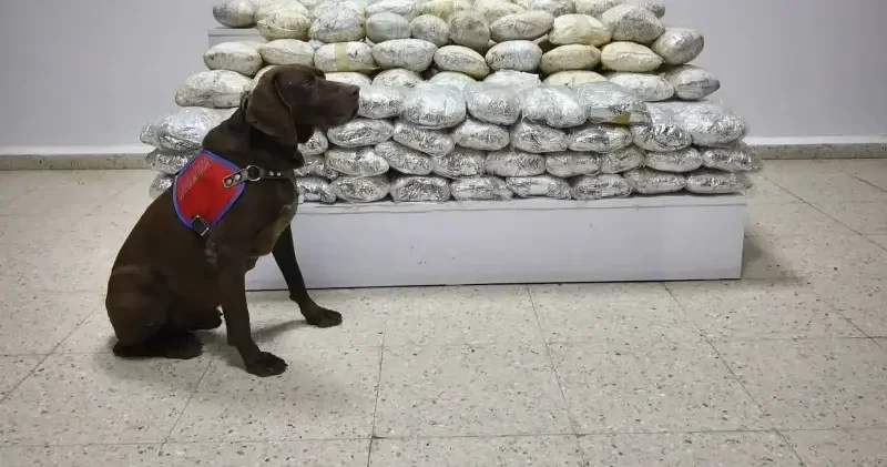 Van da arazide 60 kilo skunk ele geçirildi Gündem Haberleri