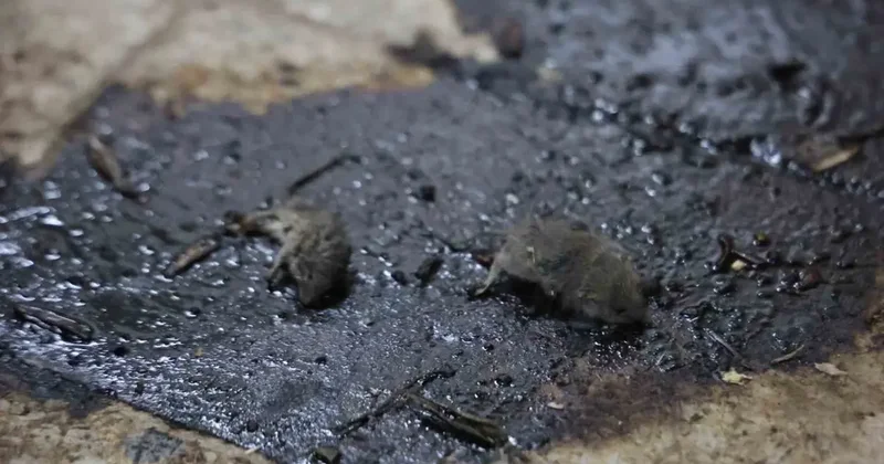 Yerdeki ölü fareler mide bulandırdı! Kilis’te merdiven altı skandalına 2953 TL ceza kesildi