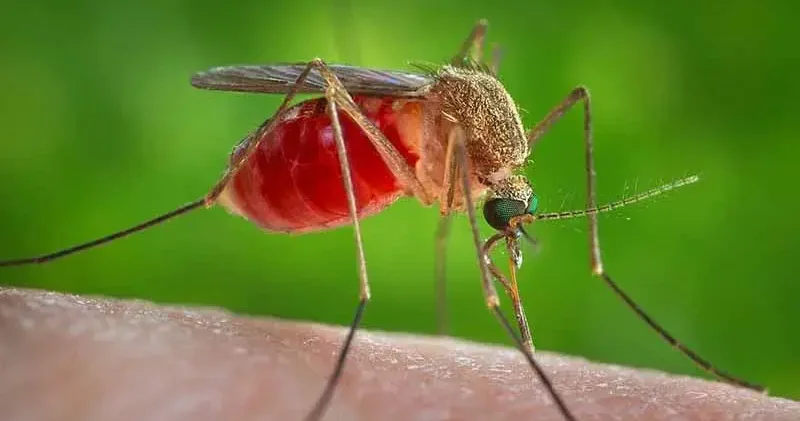 Küba da sivrisinek kaynaklı salgın hastalıklar nedeniyle 33 kişi hayatını kaybetti