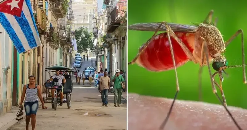 Küba’da sivrisinek alarmı: 33 kişi öldü Dünya Haberleri