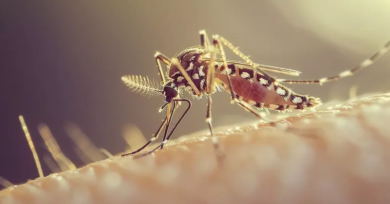 Sivrisinek kabusu! 33 kişi öldü