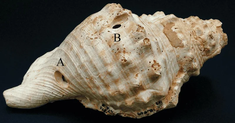 İspanya da bulunan deniz kabukları en eski müzik aletleri olabilir