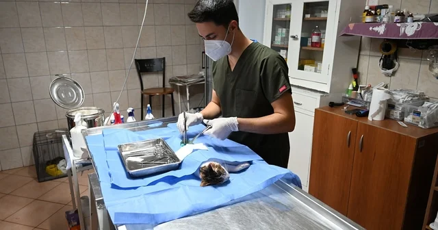 Kemer de 227 sokak hayvanı kısırlaştırıldı Antalya Haberleri