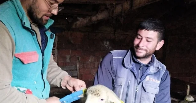 Pınarhisar da küçükbaş hayvanların küpeleri takıldı Kırklareli Haberleri