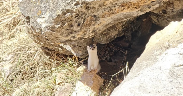 Hakkarili dağcılar nesli tükenen gelincik görüntüledi Hakkari Haberleri