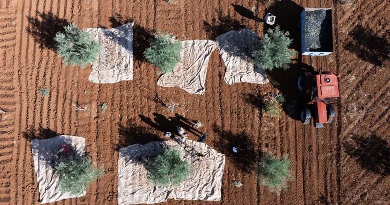 Zeytin tarlalarında hasat mesaisi Sözcü Gazetesi