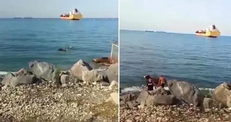 Gemiden denize düşen angus balıkçı ağına takıldı Hatay Haberleri