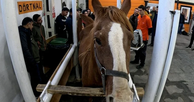 Eskişehir de Kısraklarda Suni Tohumlama Eğitimi başarıyla tamamlandı Eskişehir Haberleri