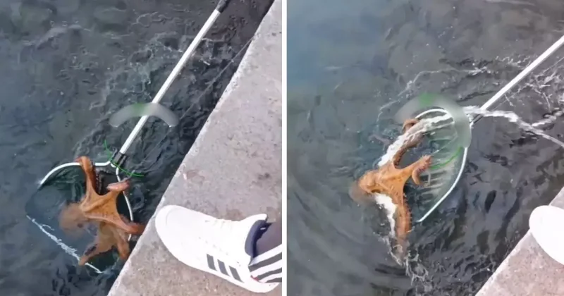 Görüntüler Türkiye den! Büyüklüğü ağızları açık bıraktı